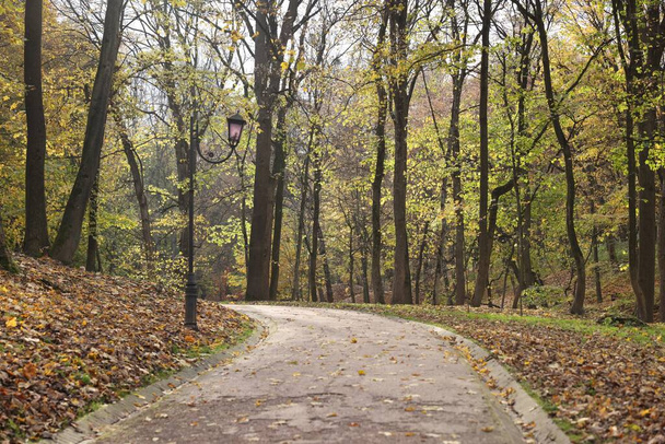 Beautiful trees, pathway and fallen leaves in park. Autumn season - Foto, Bild