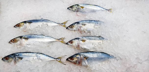 新鮮なサバの魚を入れ、冷凍または氷の上で冷凍または冷凍して新鮮な海市場やスーパーマーケットで販売します。コピースペースを持つ動物や調理されていない食品のグループ. - 写真・画像