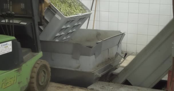 Aceitunas cosechadas cargadas para prensar tolva en almazara durante el proceso de producción de aceite de oliva en Sicilia, Italia - Metraje, vídeo