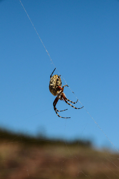 Örümcek ve Ağ - Fotoğraf, Görsel