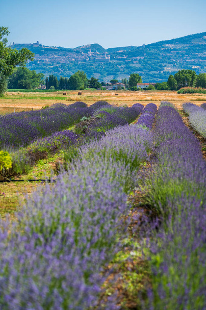laventeli kenttä Assisi, Italia - Valokuva, kuva
