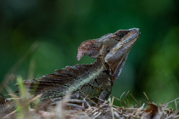 Smooth helmeted iguana sometimes also known as helmeted iguana, helmeted basilisk, elegant helmeted lizard, (Corytophanes cristatus) is a species of New World lizard in the family Corytophanidae - Valokuva, kuva