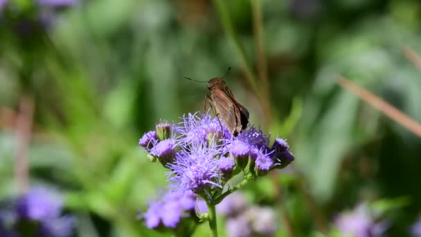Una linda mariposa Skipper hierba en busca de néctar en una planta perenne Blue Mistflower en un jardín de Texas. - Metraje, vídeo