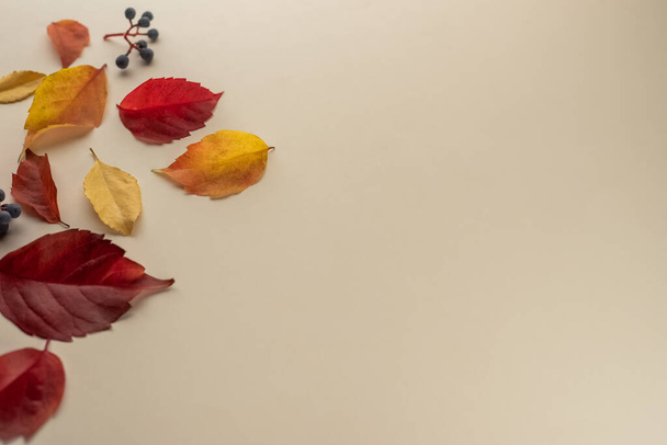 Autumn seasonal background with falling autumn leaves. Top view and copy space for text - Photo, Image
