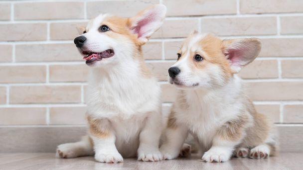 Two cute red pembroke corgi puppies are sitting near a brick wall - 写真・画像