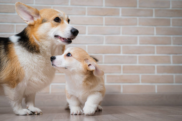 Pembroke Corgi puppy and his mother playing with a red ball - Foto, afbeelding