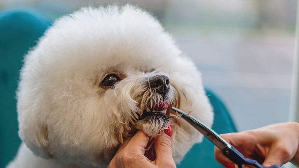Dog grooming and getting professional service at pet salon by groomer - Photo, Image