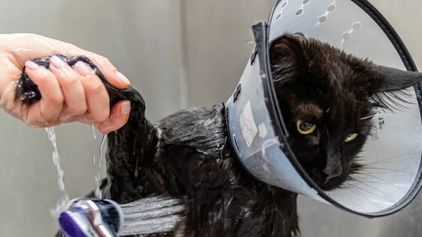 mycie kota i uwodzenie zbliżenie coraz profesjonalny serwis w salonie zoologicznym przez groomer - Zdjęcie, obraz