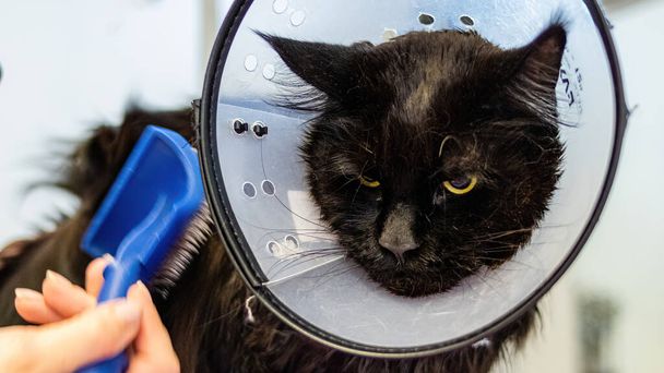 Kissan pesu ja hoito lähikuva saada ammattitaitoista palvelua lemmikkieläinten salonki by groomer - Valokuva, kuva