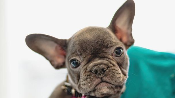 governare il cane e ottenere un servizio professionale presso il salone di pet da toelettatore - Foto, immagini