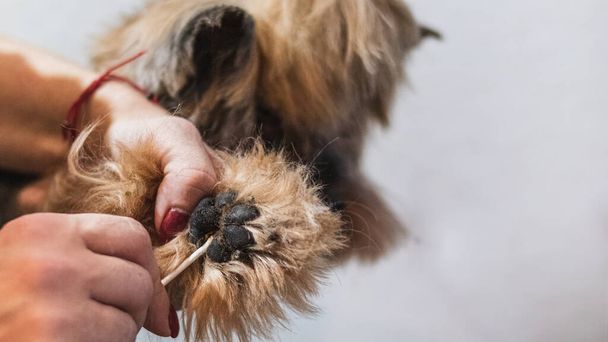 Koiran hoito ja saada ammattimaista palvelua lemmikkieläinten salonki by groomer - Valokuva, kuva