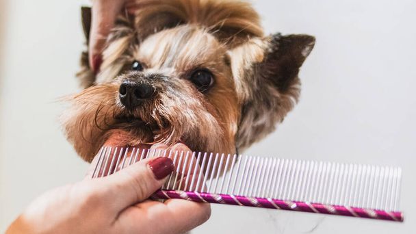 Dog grooming and getting professional service at pet salon by groomer - Fotó, kép
