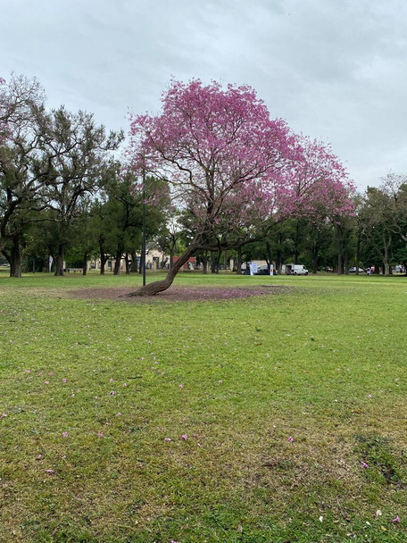 Buenos Aires 'te Buenos Aires' te yer alan Japon bahçesi, Palermo bölgesinde yer almaktadır ve dünyanın en büyük Japon bahçesidir. - Fotoğraf, Görsel