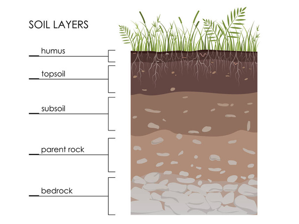 Diagram půdních vrstev, schéma s trávou, kořeny, kameny, červy, humus, písek, kameny. Geology Underground infographic. Přistaňte v sekci. Minerální částice. Vzdělávací ilustrace vektorů - Vektor, obrázek