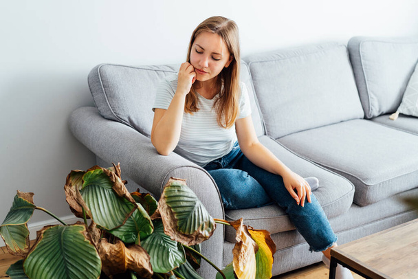 Young sad woman upset with dried dead foliage of her home plant Calathea. Houseplants diseases. Diseases Disorders Identification and Treatment, Houseplants sun burn. Damaged Leaves - Photo, image