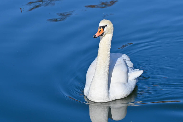 White swan swims slowly on the lake - Foto, afbeelding