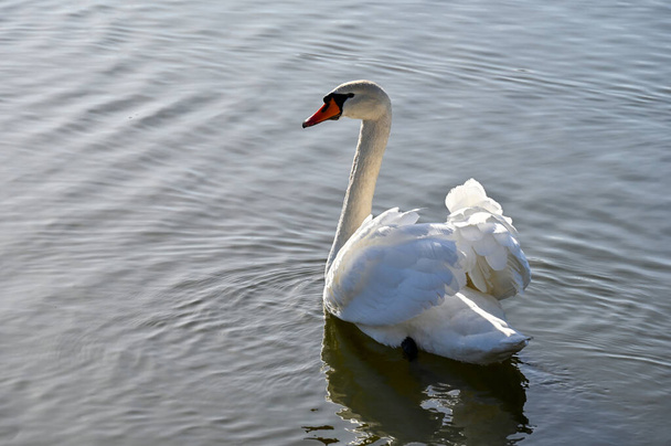 Белый лебедь медленно плавает на озере - Фото, изображение