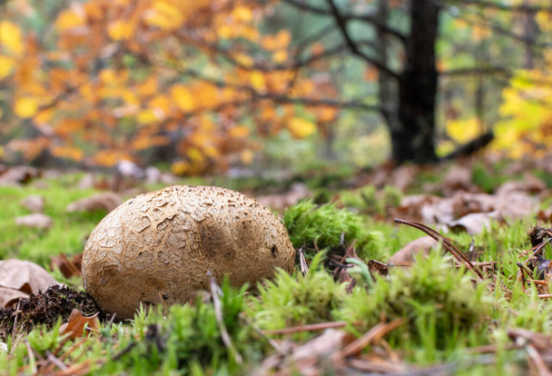 Puffball mushroom close-up on blurred background of autumn forest on sunny day - Photo, Image