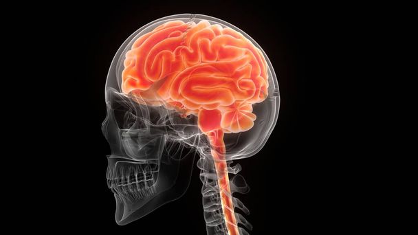 Emberi központi idegrendszeri agy anatómia. 3D - Fotó, kép