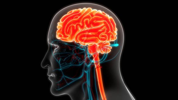 Human Central Nervous System brain Anatomy. 3D - Photo, Image