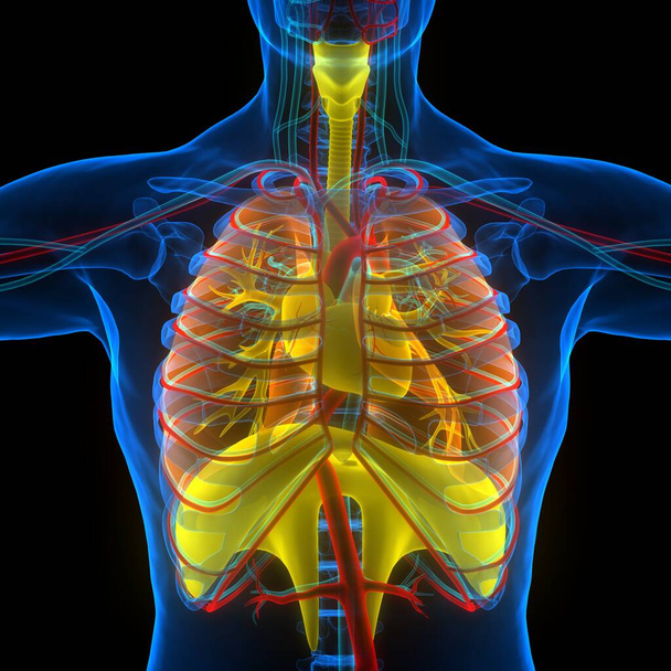 Menselijke ademhalingsstelsel Longen met membraan anatomie. 3D - Foto, afbeelding