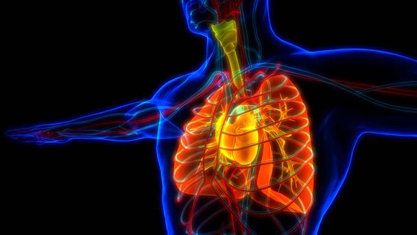 Sistema Respiratorio Humano Almuerzo Anatomía. 3 d - Foto, imagen