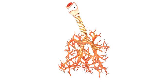 Larynx van het menselijk ademhalingssysteem, farynx en bronchitis anatomie. 3D - Foto, afbeelding