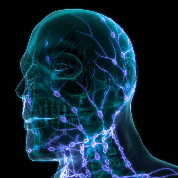 Sistema interno humano Anatomía de los ganglios linfáticos. 3D - Foto, imagen