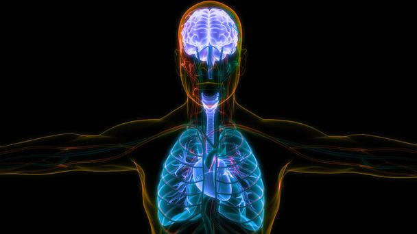Ανθρώπινος Εσωτερικός Εγκέφαλος με Ανατομία των Πνεύμόνων. 3D - Φωτογραφία, εικόνα