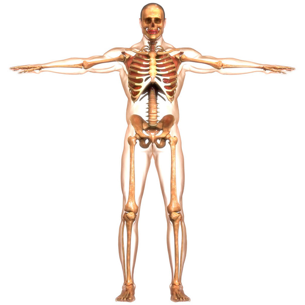 Lidská kostra kostní klouby anatomie. 3D - Fotografie, Obrázek