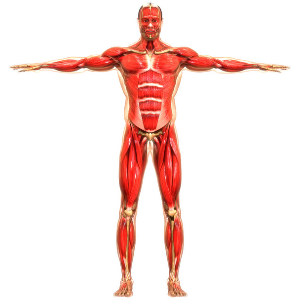 М'язова система людського тіла має анатомію м'язів. 3D - Фото, зображення