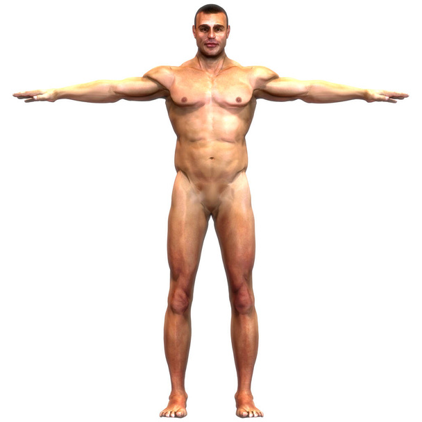 Human Muscular Body Anatomy. 3D - Photo, Image