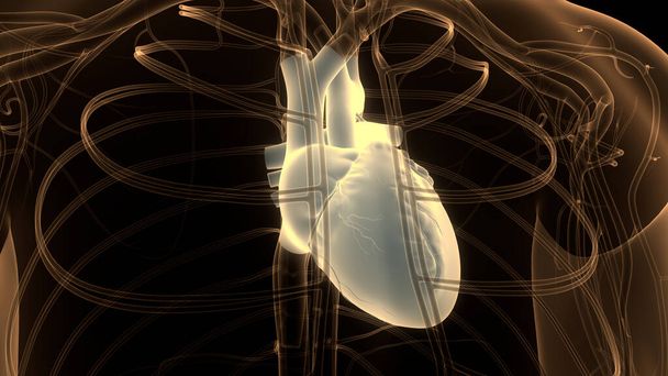 ヒト循環器系心臓解剖学。3D - 写真・画像