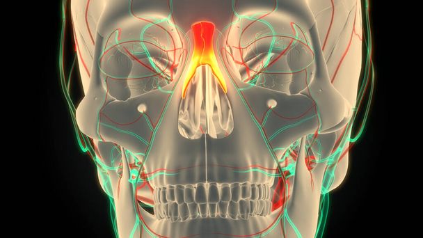 Emberi csontváz rendszer Skull Bone Parts Orr csontok anatómia. 3D - Fotó, kép