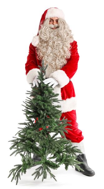 Santa Claus with Christmas tree on white background - Photo, Image