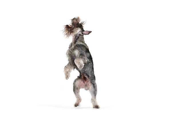 Studio shot of cute grey color mittelschnauzer dog stands on hind legs isolated over white background. Animal, pets, care, beauty and ad. Pet looks healthy, active and happy. Copy space for ads - Foto, Imagen