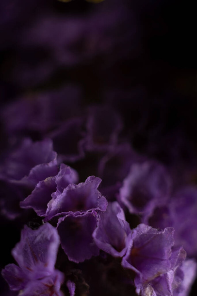 Statice notched Purple attraction dramatic macro photography of purple flowers. - Foto, imagen