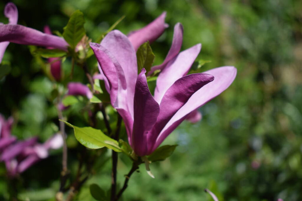 Primer plano de una Magnolia púrpura en los Países Bajos - Foto, Imagen