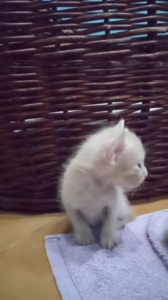Очаровательная bebe gatita, muy pequeita - Кадры, видео