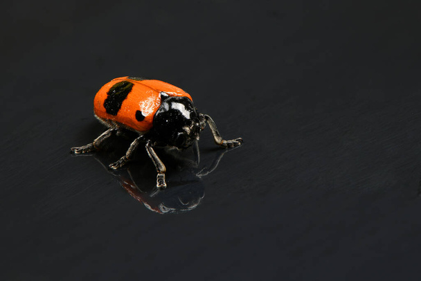 The Burying beetle (Nicrophorus vespilloides) on mirror background. Foto de alta resolución. Profundidad total del campo. - Foto, imagen