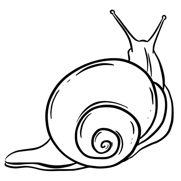 Linha Art esboço de um caracol de jardim com Shell para logotipo ou design de mascote em ilustração vetorial - Vetor, Imagem
