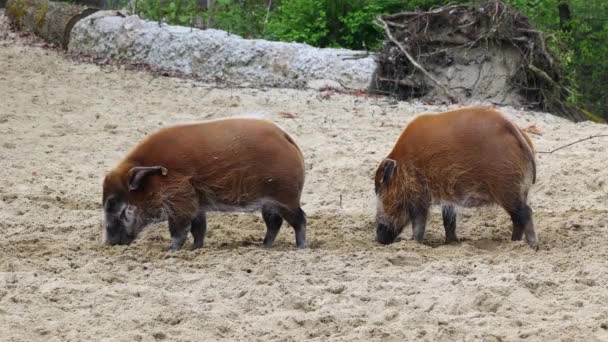 Cerdo rojo del río, Potamochoerus porcus, también conocido como cerdo arbusto. Este cerdo tiene un agudo sentido del olfato para localizar comida bajo tierra.. - Imágenes, Vídeo