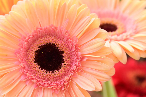 close up of beautiful  bright autumn flowers - Foto, Imagem