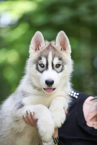 Siberian Husky puppy in the park - Photo, Image