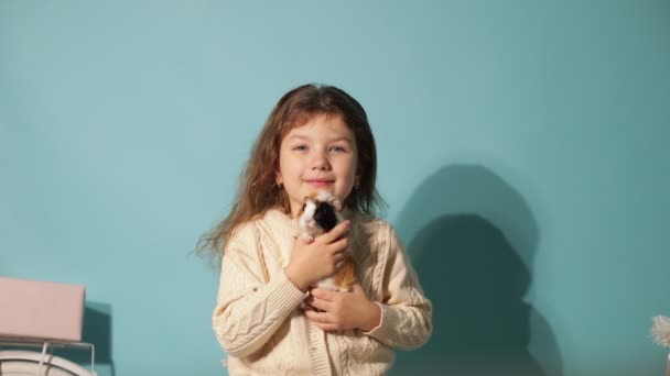 Funny little girl play with spotted guinea pig or hamster isolated on blue background, free copy space. Child shake in hands small domestic rodent. Children and pets, animal love, pet friend. - Footage, Video