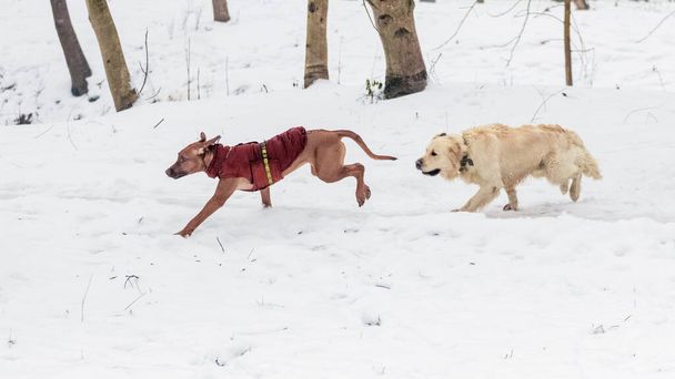 Twee golden retriever en ridgeback honden rennen in de sneeuw in een winterpark - Foto, afbeelding