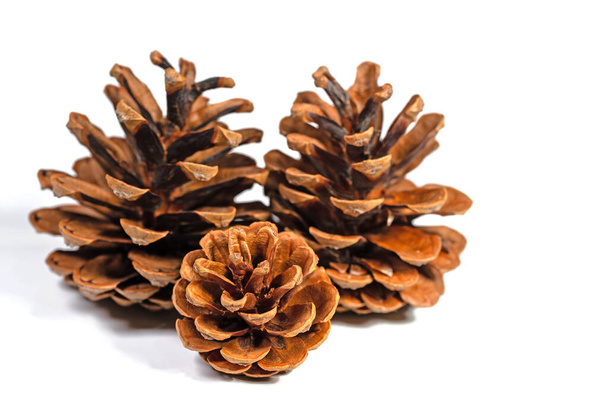 Pine cones against a white background in a close-up - Foto, imagen