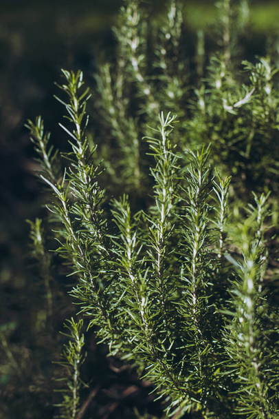 Zweige aromatischen Rosmarins im Garten an einem sonnigen Tag. Selektiver Fokus. - Foto, Bild