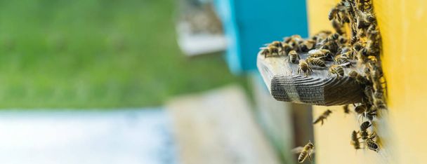 Aus den Bienenstöcken kriechen Bienen heraus. Honigbienenvölker schützen den Bienenstock vor der Plünderung von Honigtau. Nach dem Honigfluss kehren die Bienen in den Bienenstock zurück. Bienenwächter im Bienenstockeingang. Schwarm bereitwillig ausgebüxt - Foto, Bild