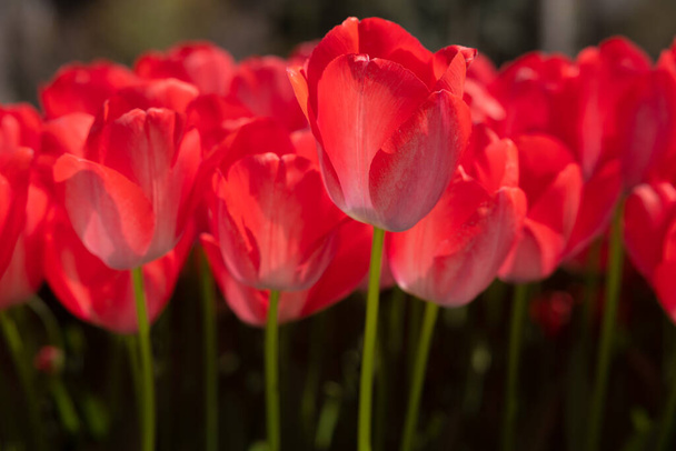 Red tulips. Spring flowers background photo. Tulip canvas print photo. Spring blossom. - Fotoğraf, Görsel